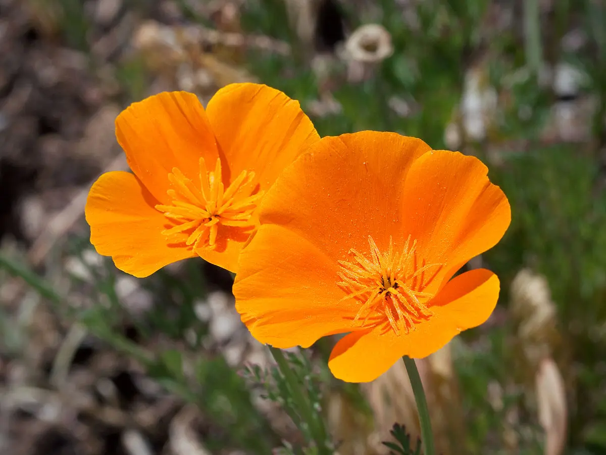 California Poppy Seed