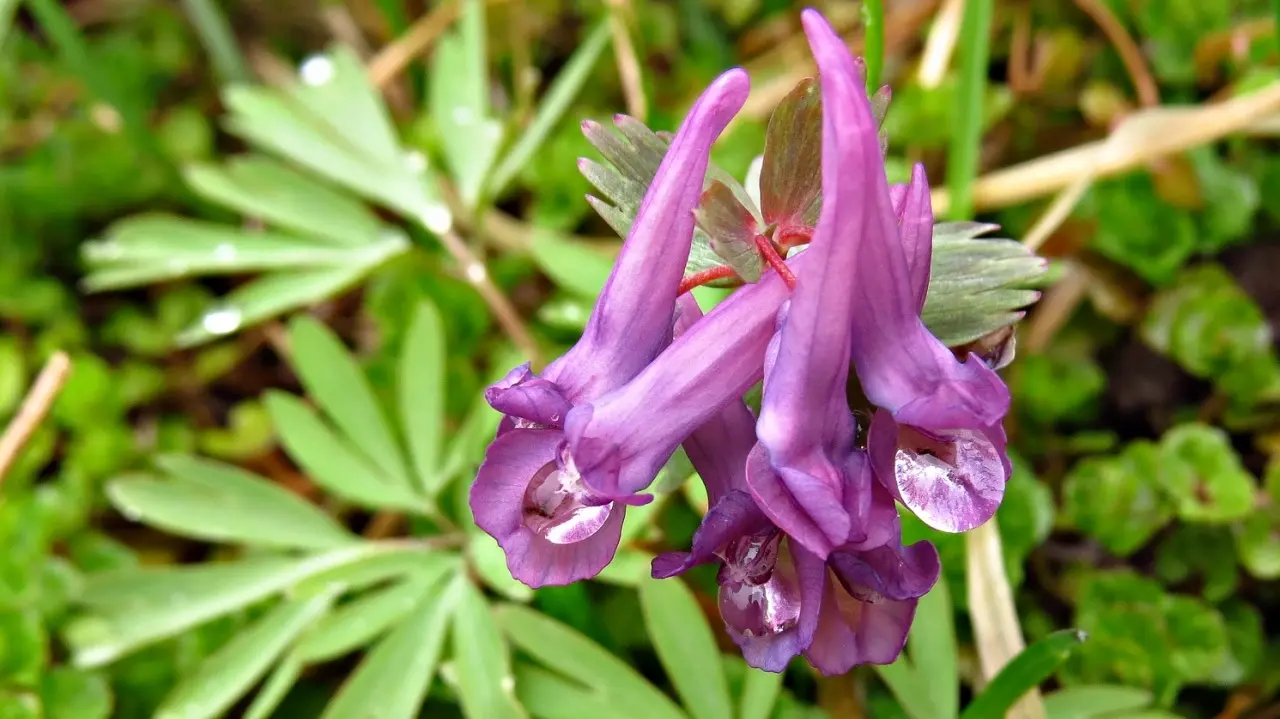 Corydalis Powder