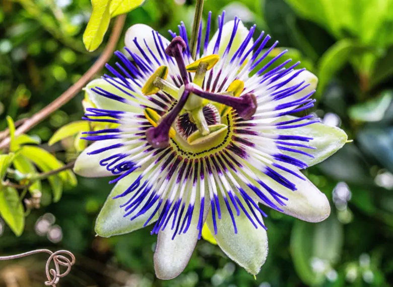 Passion Flower Herb Powder
