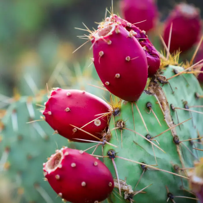 Prickly Pear 20:1 Extract